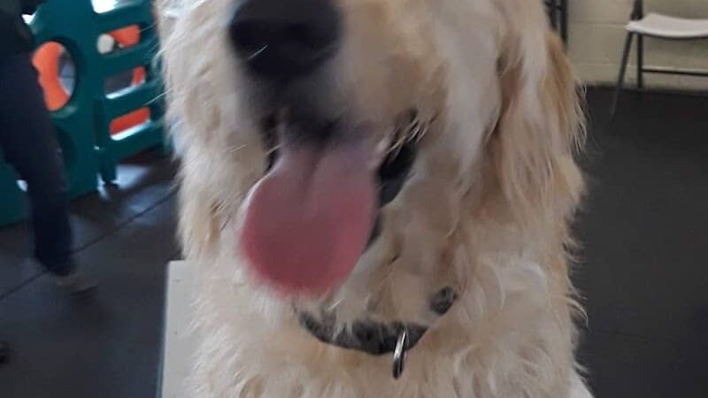 My Dog's Place - Stonington, CT