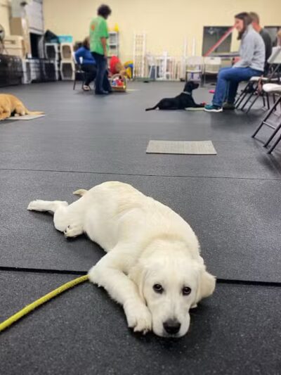 My Dog's Place - Stonington, CT