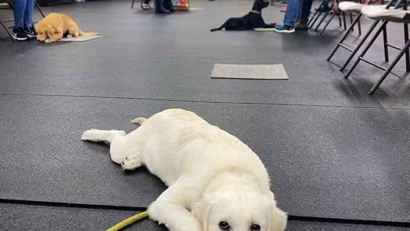 My Dog's Place - Stonington, CT