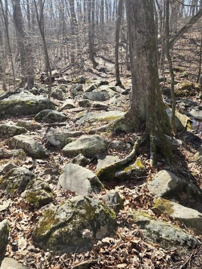 Paffard Woods - Stonington, CT