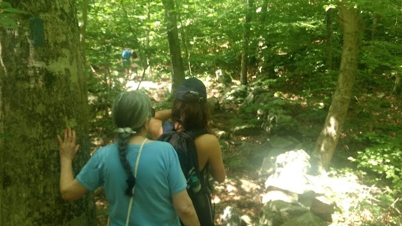 Paffard Woods - Stonington, CT