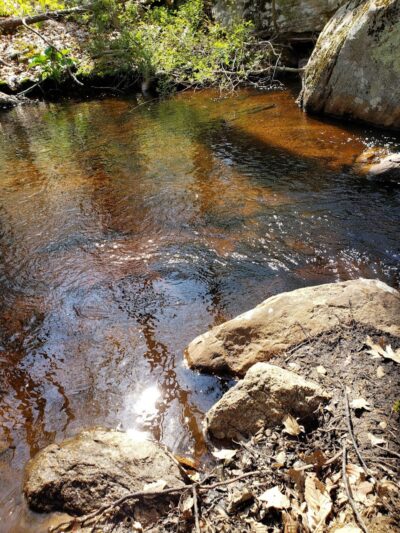 Paffard Woods - Stonington, CT