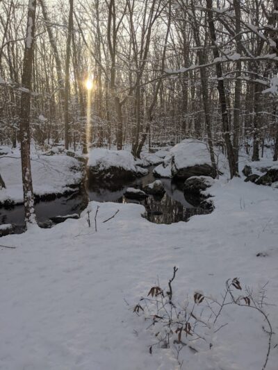 Paffard Woods - Stonington, CT