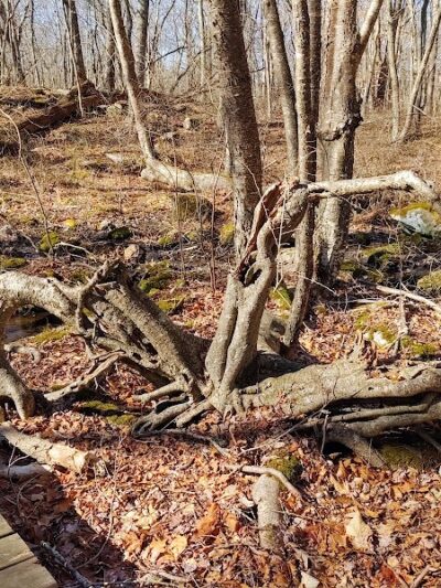 Paffard Woods - Stonington, CT