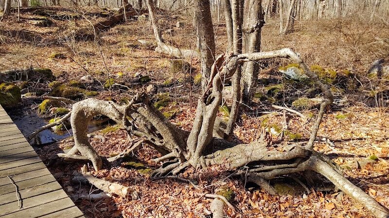 Paffard Woods - Stonington, CT