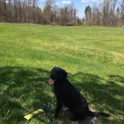 Beagle Bog - Stormville, NY