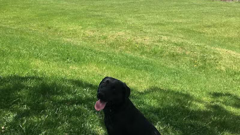 Beagle Bog - Stormville, NY