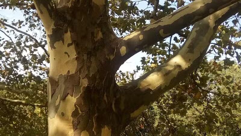 Beagle Bog - Stormville, NY