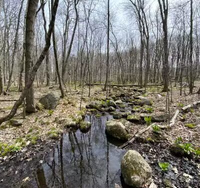 Bundy Brook x Whetten Woods Yellow Loop Trail - Storrs, CT
