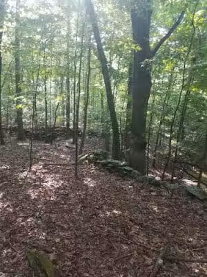 Dunhamtown Forest and Dunham Woods Preserve - Storrs, CT