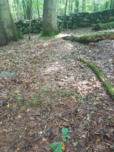 Dunhamtown Forest and Dunham Woods Preserve - Storrs, CT