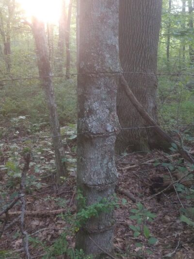 Dunhamtown Forest and Dunham Woods Preserve - Storrs, CT