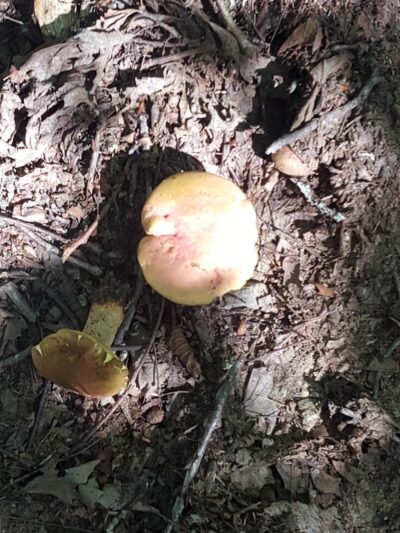 Dunhamtown Forest and Dunham Woods Preserve - Storrs, CT