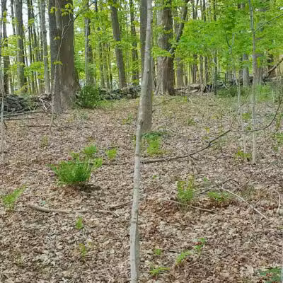Fifty-Foot Cliff Preserve Trailhead - Storrs, CT