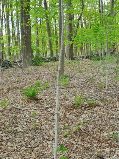 Fifty-Foot Cliff Preserve Trailhead - Storrs, CT