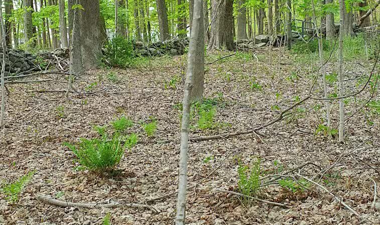Fifty-Foot Cliff Preserve Trailhead - Storrs, CT