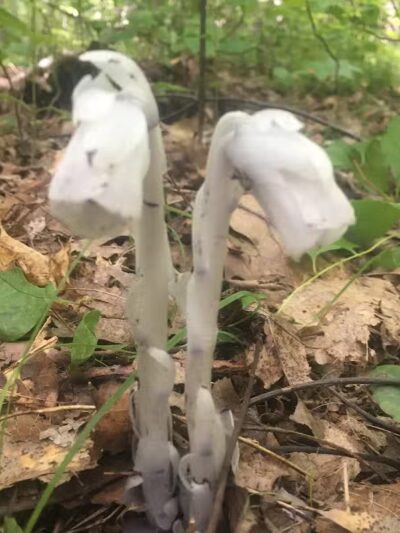 Fifty-Foot Cliff Preserve Trailhead - Storrs, CT