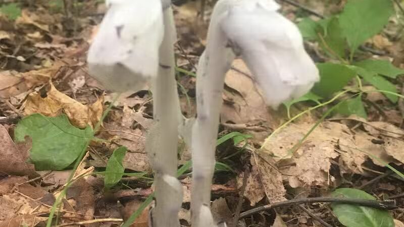 Fifty-Foot Cliff Preserve Trailhead - Storrs, CT