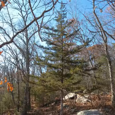 Fifty-Foot Cliff Preserve Trailhead - Storrs, CT