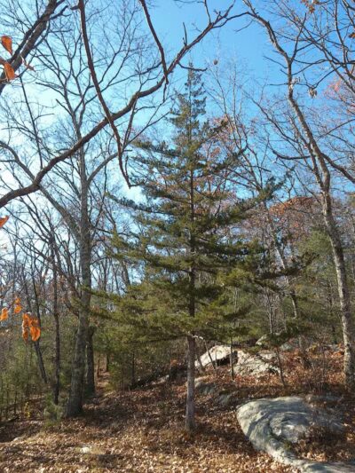 Fifty-Foot Cliff Preserve Trailhead - Storrs, CT