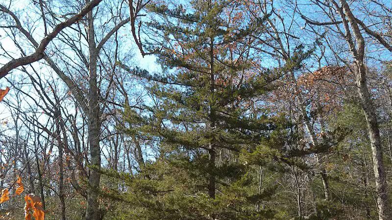 Fifty-Foot Cliff Preserve Trailhead - Storrs, CT