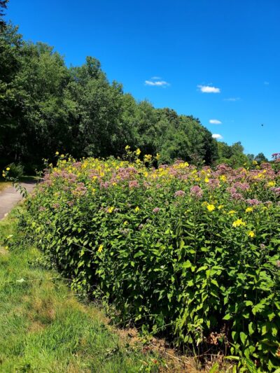 Merrow Meadow Park - Storrs, CT