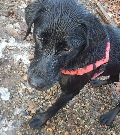 Merrow Meadow Park - Storrs, CT