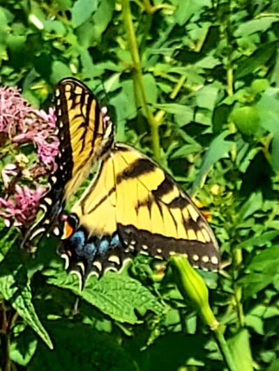 Merrow Meadow Park - Storrs, CT