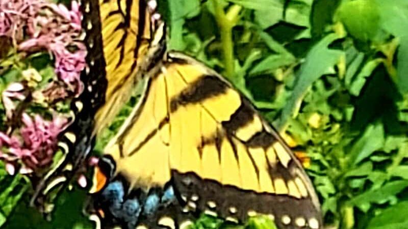 Merrow Meadow Park - Storrs, CT