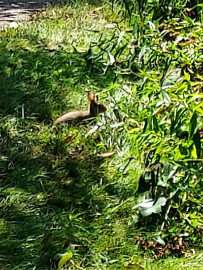 Merrow Meadow Park - Storrs, CT