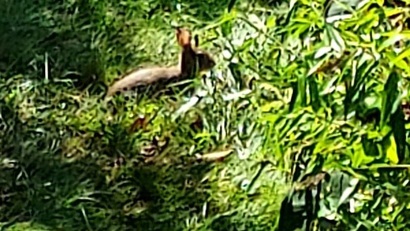 Merrow Meadow Park - Storrs, CT