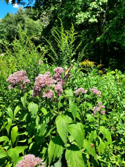 Merrow Meadow Park - Storrs, CT