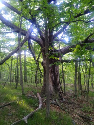 Schoolhouse Brook Park - Storrs, CT