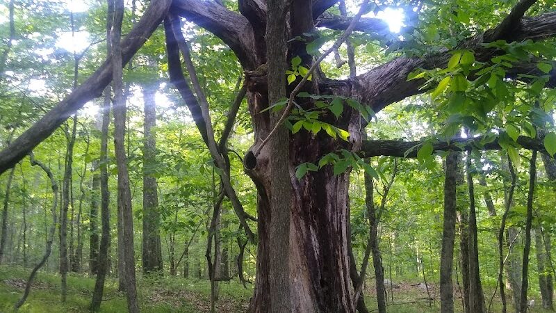 Schoolhouse Brook Park - Storrs, CT