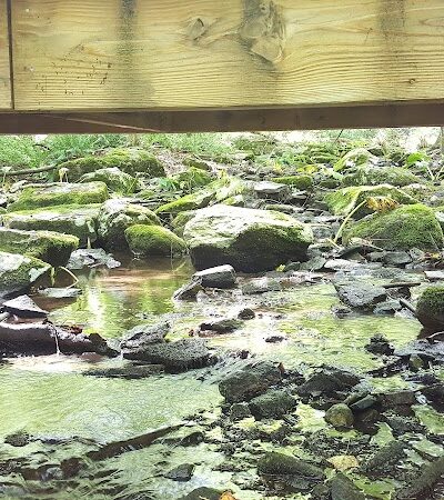 Whetten Woods Trail x Dog Lane - Storrs, CT