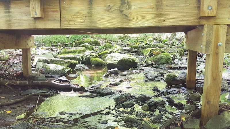 Whetten Woods Trail x Dog Lane - Storrs, CT