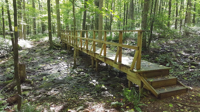 Whetten Woods Trail x Dog Lane - Storrs, CT