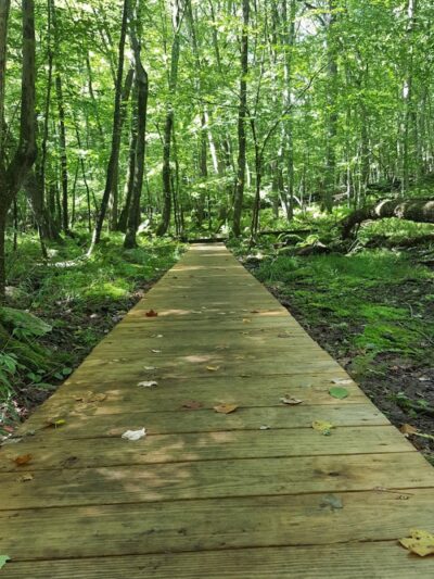 Whetten Woods Trail x Dog Lane - Storrs, CT