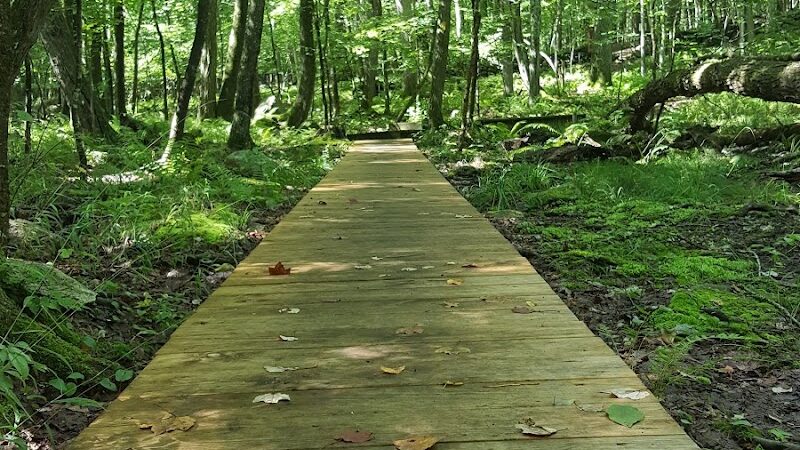 Whetten Woods Trail x Dog Lane - Storrs, CT