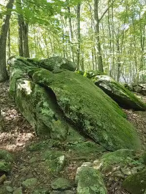 Whetten Woods Trail x Dog Lane - Storrs, CT