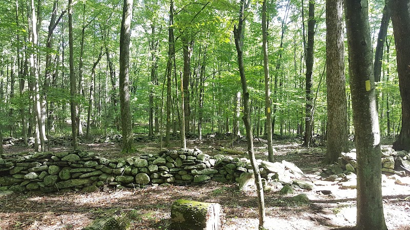 Whetten Woods Trail x Dog Lane - Storrs, CT