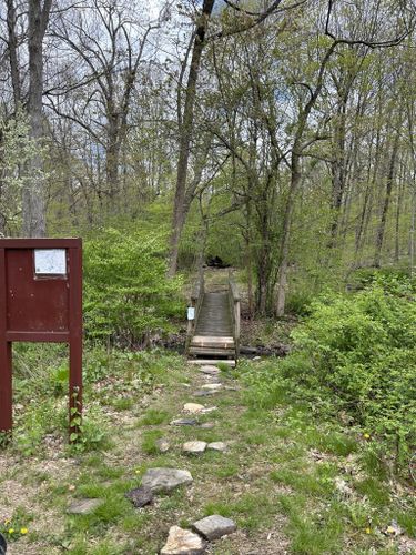 Whetten Woods Trail x Dog Lane - Storrs, CT