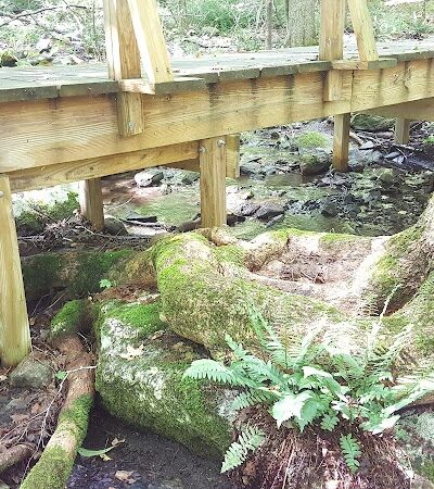 Whetten Woods Trail x Dog Lane - Storrs, CT