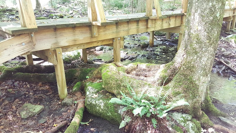 Whetten Woods Trail x Dog Lane - Storrs, CT