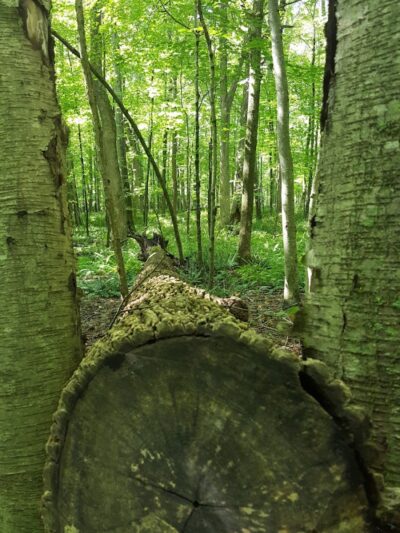 Whetten Woods Trail x Dog Lane - Storrs, CT