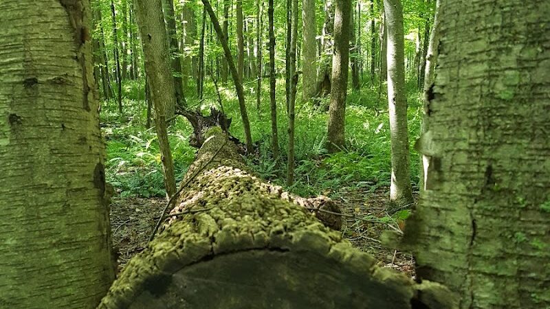 Whetten Woods Trail x Dog Lane - Storrs, CT