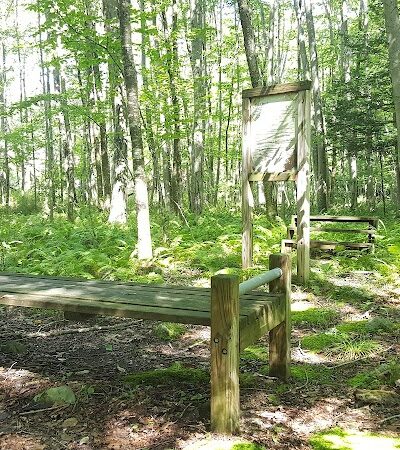 Whetten Woods Trail x Dog Lane - Storrs, CT