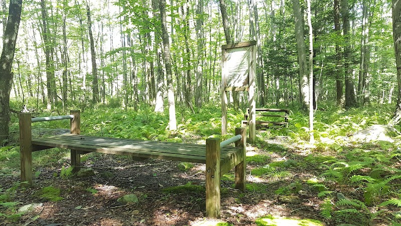 Whetten Woods Trail x Dog Lane - Storrs, CT