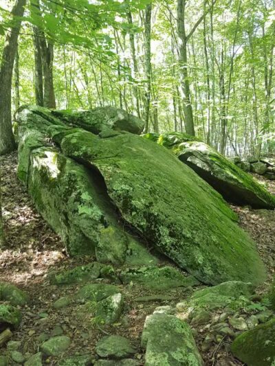 Whetten Woods Trail x Dog Lane - Storrs, CT