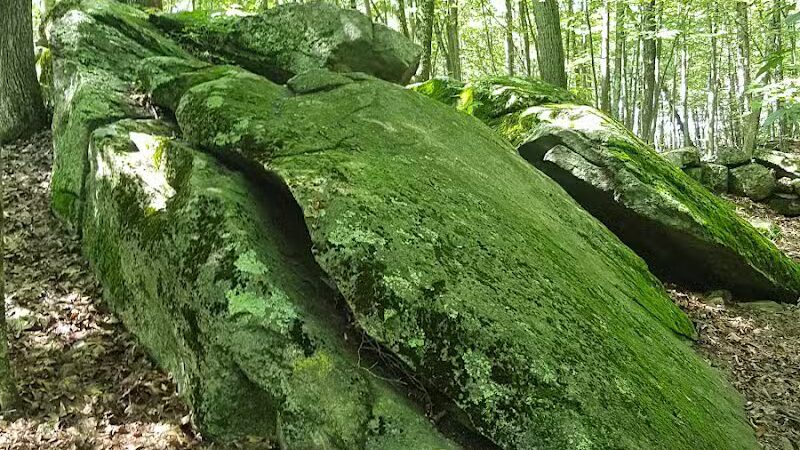 Whetten Woods Trail x Dog Lane - Storrs, CT